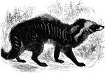 "Of this genus there are two species. The length of the elongated body of his animal is from two to three fee; the tail about half as long as the body; height from to inches to a foot; hair of the body long, brownish gray, with numerous interrupted, transverse, black bands or spots of the same color." &mdash;Goodrich, 1885