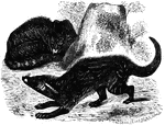 "<em>Viverra genetta</em> - is a beautiful reddish gray, spotted with small black or brown patches, which are sometimes round and sometimes oblong; the tail, which is as long as the body, is ringed with black and white. the black rings being to the number of nine or eleven." &mdash;Goodrich, 1885
