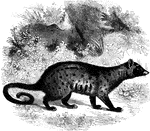 "These animals seem to have nearly as much command of their tails as the sajous. It is less prehensile, but they coil it around their bodies with the same facility. Their nails are hooked and semi-retractile, and they have an odorous pouch like the genets and civets, though the smell is far less intense." &mdash;Goodrich, 1885