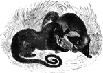 "<em>P. typus</em>, is of a yellowish brown, marked with three ranges of obscure spots on the back.; the sides and the legs are also marked with spots, irregularl disposed; the muzzle is gray, the tail and feet black. The body is eighteen inches long." &mdash;Goodrich, 1885
