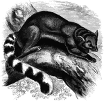 "It has a sharp, pointed nose, and a cunning expression, reminding one of a fox or raccoon. The body is eighteen inches long, its tail one foot two. The general color is blackish gray above, and yellowish brown on the lower parts of the sides. The tail is distinctly branded wih black and white." &mdash;Goodrich, 1885