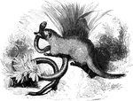 Species of the genus <em>Mangouste</em>. This animal bears a close resemblance to the weasel tribe, both in form and habits. At the base, the tail is very thick, tapering gradually toward the point, which is slightly tufted. It has a long, active body, short legs, lively and piercing eyes, and a pointed nose." &mdash;Goodrich, 1885