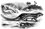The <em>G. striata</em> is distinguished by its coloring, which consists of brown bands or strips on a light yellowish ground. The body is ten inches long, and the tail long and bushy." —Goodrich, 1885