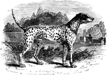 "Its body is generally white, marked with numerous small round black, or reddish-brown spots. The dalmatian is said to be used in his native country for the chase, to be easily broken, and stanch to his work. He has never been thus employed in England or America, but is chiefly distinguished by his fondness for horses, and as being the frequent attendant on the barriages of the wealthy." —Goodrich, 1885