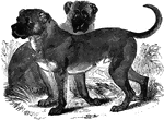 A dog breed native to Spain. "The present beed is a strong and courageous race, of moderate intelligence: they are used as watch-dogs, and are also in request for bull-fights and other Spanish exhibitions." —Goodrich, 1885