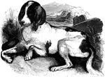 "The old englsih hound is supposed to be the original stock of the island of Great Britain, and was used by the natives in the chase. It is of large size, long body, deep chest, ears very large and pendulous, a peculiarly deep voice, heavy apperance, and slow movement in the chase."