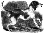 "A cross between an old english hound and the greyhound. It is from twenty-two inches to two feet in height, and of middle size. The head and fur are of great beauty, the scent exquisite, and the speed great - equal to the swiftest horse." —Goodrich, 1885