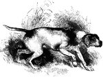 "The pointer is the off-spring of the fox-hound and spaniel, and presents a remarkable instance of a native instinct directed to the use of man. Nothing can be more admirable than to see a pointer sweep the field in circles, and when detected the game by his strong powers of scent." —Goodrich, 1885