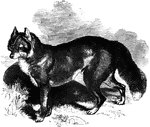 "This remarkable bred has the head elongated, the forehead flat, and the ears short and erect, or with a slight direction forward. The body is thickly covered with hair of two kinds, - the one woolly and gray, the other sillk and of a deep yellow or fawn color. he limbs are muscular, and, in their form and proportions, resemble those of a common sheperd's dog." &mdash;Goodrich, 1885