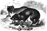 "The common wolf is of the size of a large dog; its usual color is a yelowish gray: the hair strong and harsh, and the longet around the neck, shoulders, and haunches. The muzzle is black, the upper lip and chin white, the eyes oblique, tail bushy, but carried low: height of shoulder twenty-seven to twenty-nine inches." &mdash;Goodrich, 1885