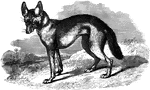"The pupil of the eye is round; the color yellowish gray above; thighs and legs yellow; ears ruddy; muzzle very pointed; tail reaching hardly to the heal. the colors sometimes vaary; the size is about two thirds that of a wolf." &mdash;Goodrich, 1885