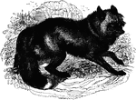"The size is that of the common fox, the fur exceedingly long, soft, and rich; and, although presenting great variety in the different species, is generally silvery black, sometimes with a chocolate tinge, the tip of the tail always white. The frontal part of the cranium has a peculiar lyre-shape, distinguishing it from every other species." &mdash;Goodrich, 1885