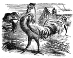 This is the Cock that crowed in the morn, that waked the Priest all shaven and shorn, that married the Man all tattered and torn, that kissed the Maiden all forlorn, that milked the Cow with the crumpled horn, that tossed the Dog, that worried the Cat, that killed the Rat, that ate the malt, that lay in the house that Jack built.