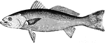 "Weakfish (sea trout). The flesh is lean and flaky. Adaptable to any form of cooking."