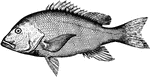 "The Florida or Pensacola red snapper is it is commercially known, because that city is headquarters for the snapper fleet which produces nearly half the red snappers sold in the United States, is among the State's noted food dishes."