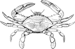 "Several species of crabs are taken from Florida coastal waters, probably the most common being the large blue crab, easily caught by line or net as the tide comes in, and always available at local markets."
