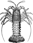 "Also known as Florida lobster. This Southern species, a "spiny" lobster, found off the southern Florida coasts and among the keys is distinguished from the northern variety by the absence of claws and the presence of two long antenna protruding from the head."