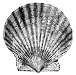 "The edible portion of this shellfish, as prepared for the market, is the adductor muscle."