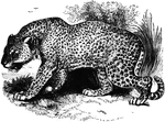 "The Leopard, <em>Felis leopardus</em>, is about half the size of the tiger, being two feet high and four long, and is distinguished alike for the elegance of its form, the grace of its movements, and the beauty of its skin. The latter is of a pale yellow color, marked with small tawny spots, united in circular or quadrangular groups, these groups bein arranged nearly in rows, and covering the whole body." &mdash; S. G. Goodrich, 1885