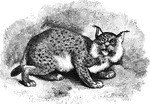 "<em>F. lynx</em> , has long fur, of a dull reddish gray above, with oblong spots of reddish gray upon the sides, the spots on the limbs rounder and smaller; whitish below, mottled with black. Length about three feet. The species varies much. In winter, the fur is much longer than it is in the summer, and has a hoary apperance in the former season, owing to the long hair being tipped with grayish white." &mdash; S. G. Goodrich, 1885