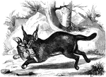 "The Caracal, or Siyah Ghush, <em> F. Caracal</em>, is supposed by some to be the lynx of the ancients. It is somewhat larger than the fox, the upper surface of the body being a uniform deep brown; the ears long, upright, and tapering to a fine point, surmounted by a pencil of long black hairs." &mdash; S. G. Goodrich, 1885