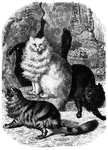 "The domestic cat, like the domestic dog, has been the companion of man from the earliest periods of history; it is the only one of the cat family that has been generally used in the economy of home." &mdash; S. G. Goodrich, 1885