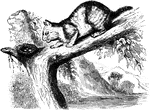 "The Canada Lynx of the Indians, has a round, broad head, large eyes, strong teeth, ears acute and tipped with long hairs. The body is robust, the legs thick and clumsy, the toes strong and imbedded in fur. The fur has a wooly appearance, the under part bing very close and soft. The general color of the back is gray, with a rufous tinge; the sides are gray, the under surface dull white." &mdash; S. G. Goodrich, 1885