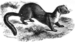 "Its head is somewhat triangular , the muzzle pointed, the eyes prominent and lively; the body much elongated and very flexible; the tail long, thick, and bushy; the toes naked, but at times, probably in winter, covered beneath with think soft hair. The fur is of two corts - the inner extremely soft, short, copious, and of a light, yellowish-gray color; the outer very long, shining, ash-colored at the roots, brown at hte extremity, but of different degrees of intensity at different parts of the body." &mdash; S. G. Goodrich, 1885
