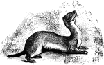 An animal of the genus Mustela, having a long slender body, short legs, long slender tail, and light colored fur.