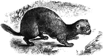 This genus includes the weasels, as well as the polecat, and ferret.
