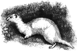 A weasel-like, usually albino mammal. Sometimes trained to hunt rats and rabbits. Related to the polecat.