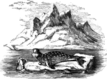 "Also called the Crested Seal, remarkable for possessing, about two inches from te extremity of the upper jaw, on the superior of the surface, a cartilaginous crest, which rises, increasing rapidly in height as it passes backwards, about seven inches high at its posterior or vertical edge, which is separated into two planes by an intervening depression an inch deep." — S. G. Goodrich, 1885