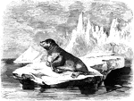 "It is the size of a large bear; girth at the sholder, five feet, near the tail, twenty inches; fur brown. acquiring a grayish tint at the point of the hairs in old age; external ears one inch eight lines long, conical, erect, covered with short hair, and open by an oblong slit, which is shut in the water; nail very slender and minute." &mdash; S. G. Goodrich, 1885