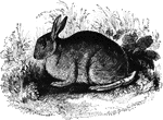 "The difference between the hare and this animal is numerous and striking. In a state of nature, the rabbit is considerably less than the hare; ears are shorter than the head; the tail is not so long as the thigh; and th whole action and motion of the animal are less vigorous and fleet than those of the hare." &mdash; S. G. Goodrich, 1885