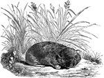 "It has a head loner than usual with hares, and thickly covered with cur, even the tip of the nose; numerous hairs in the wiskers; ears not long but rounded; legs very short; soles furred beneath: its whole coat very soft, long, and smooth, with a thich, long, fine down beneath of a brownish lead-color. " &mdash; S. G. Goodrich, 1885
