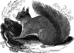 The common European Squirrel.
