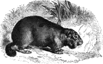 "Marmot is a popular name of the best known European species of this genus." &mdash; S. G. Goodrich, 1885