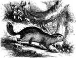 "Is about either inches long, and the tail one-third as long; its color is grayish-brown, marked with white rounded spots above; the color beneath is white. It lives solitary in burrows in the earth; feeds on grain and seeds, and frequently causes great destruction to the crops." &mdash; S. G. Goodrich, 1885