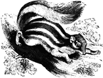 Tamia Striata. "It is about five inches long, and of a fawn-color above, striped wth five brown and two white bands; beneath, it is white. It is more wild that is preceding, and though it is lively, it has not the agility of the squirrel." &mdash; S. G. Goodrich, 1885