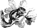 "Is about the size of the European squirrel, being nearly ten inches in length. It is grayish-brown, with four white longitudinal bands along the bkac. It inhabits Northern Africa, and lives on the palm trees." — S. G. Goodrich, 1885