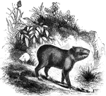 "It measures three feet from muzzle to the hinder part, but has no tail. The general shape of the body is thick, and, as one would say', pig-like; but the head is that of rodent animals generally, and like the rest of these, the upper lipis furnished with mustaches." &mdash; S. G. Goodrich, 1885