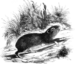 "In this animal, the fur is soft, its general hue gray, tinted with rufous on the hinder art of the back; throat white, chest whitish; abdomen white, suffused with pale ocherous yellow. It inhabits the interior of Brazil, and is confined to rock districts, where it seeks its retreat in holes among the fragments of the rocks." &mdash; S. G. Goodrich, 1885
