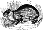 "This animal, which is found in Brazil and the adjacent countries, and which once exsisted in the West Indies, has a thickset, stubby appearance, with a clumbsy gate, though its movements are prompt and sudden. The fur is composed of silky hairs, very short, thin, stiff, of a blackish-brown on all the upper parts of the body, exepting four rows of parallel spots." &mdash; S. G. Goodrich, 1885