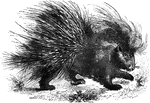 "This includes certain rodents whose covering consists ofthe most parts of a kind of offensive and defensive armor, in the shape of spines or quills, instead of hairs, somewhat in the manner of the hedge-hogs." &mdash; S. G. Goodrich, 1885