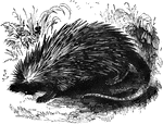 A species of porcupine found in Brazil, Mexico, and Guiana.