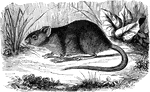 "It is of a deep brown color above, paler on the flanks and cheeks, and whitish beneath; it is without spines. The length of the body is three to four inches, and the tail nearly the same." &mdash; S. G. Goodrich, 1885