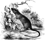 "In its size and hte form of its tail it bears no inconsiderable resemblance to the common rat, the body being eight inches long and the tail a trifle longer. Its color is marooon, with a purple ground, very deep on the back, the side, and sides of the head, but lighter on the under part." &mdash; S. G. Goodrich, 1885
