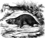 "It is more than nine inches from the muzzle to the insertion of the tail, and the tail itself is twelve inches. The hair upon the body is hard and dry, but not spinous; that on the front is flattened, but on the hinder part it is longer and rougher, and on the upper part of the neck i stands up like a crest." &mdash; S. G. Goodrich, 1885
