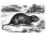 "This has ears of moderate size; fur long; upper parts of the snimal penciled with dusky and brownish-yellow in about equal proportions; sides and under parts of the prevailing tint, brown-yellow; tip of muzzle and chin white; a yellow patch immediately beneath the ear opening; feet dusky brown." &mdash; S. G. Goodrich, 1885