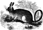 "Its general appearance reminds one of the hare. The body above is yellow, with a faint tinge of green in parts slightly mottled with black; below its golden yellow, with a faint reddish wash; the mustaches are black." &mdash; S. G. Goodrich, 1885